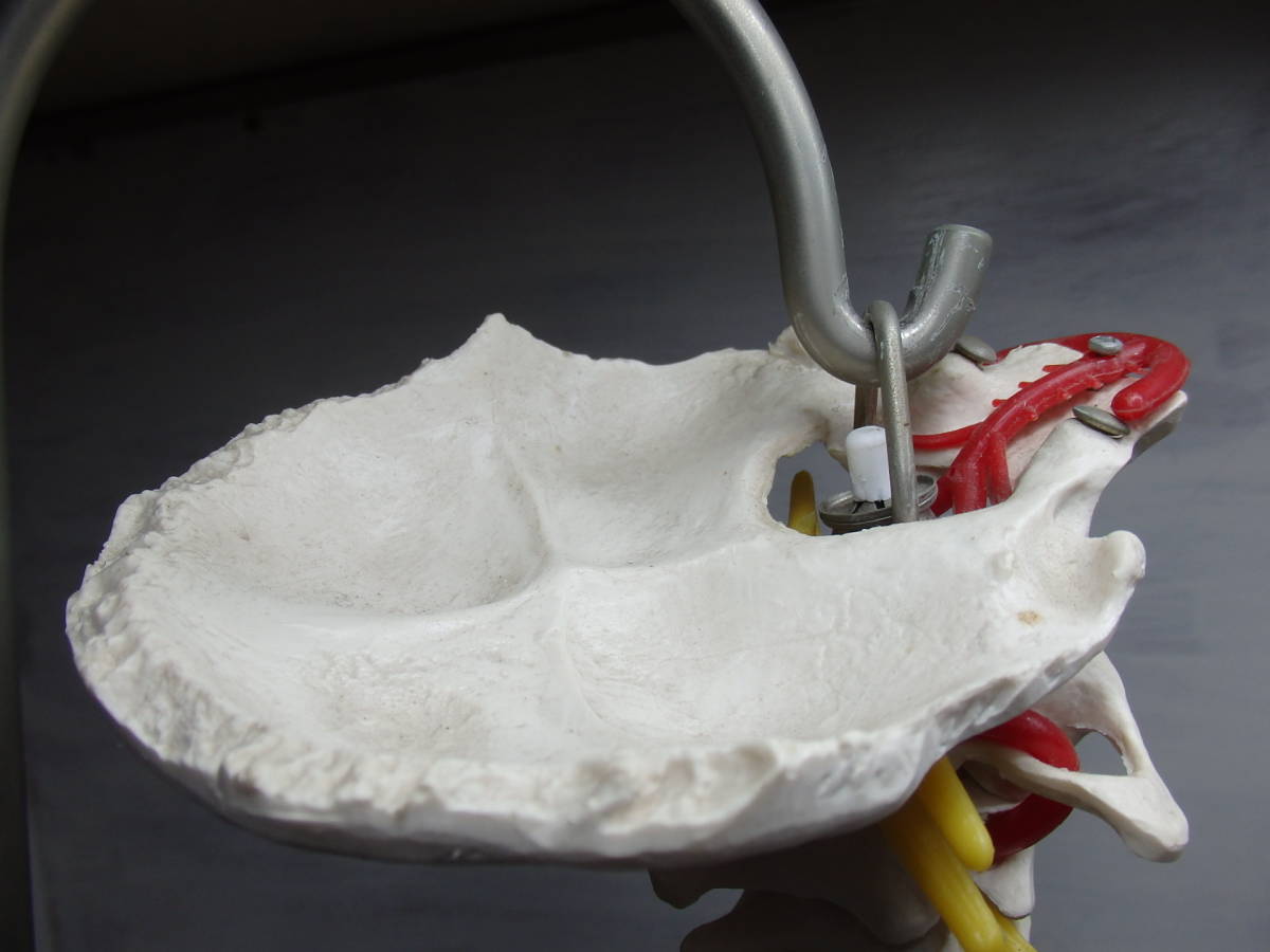 ◆人体模型◆骨格標本 脊椎 台付き 3B Scientific Gmbh サイエンティフィック 全長80cm_6