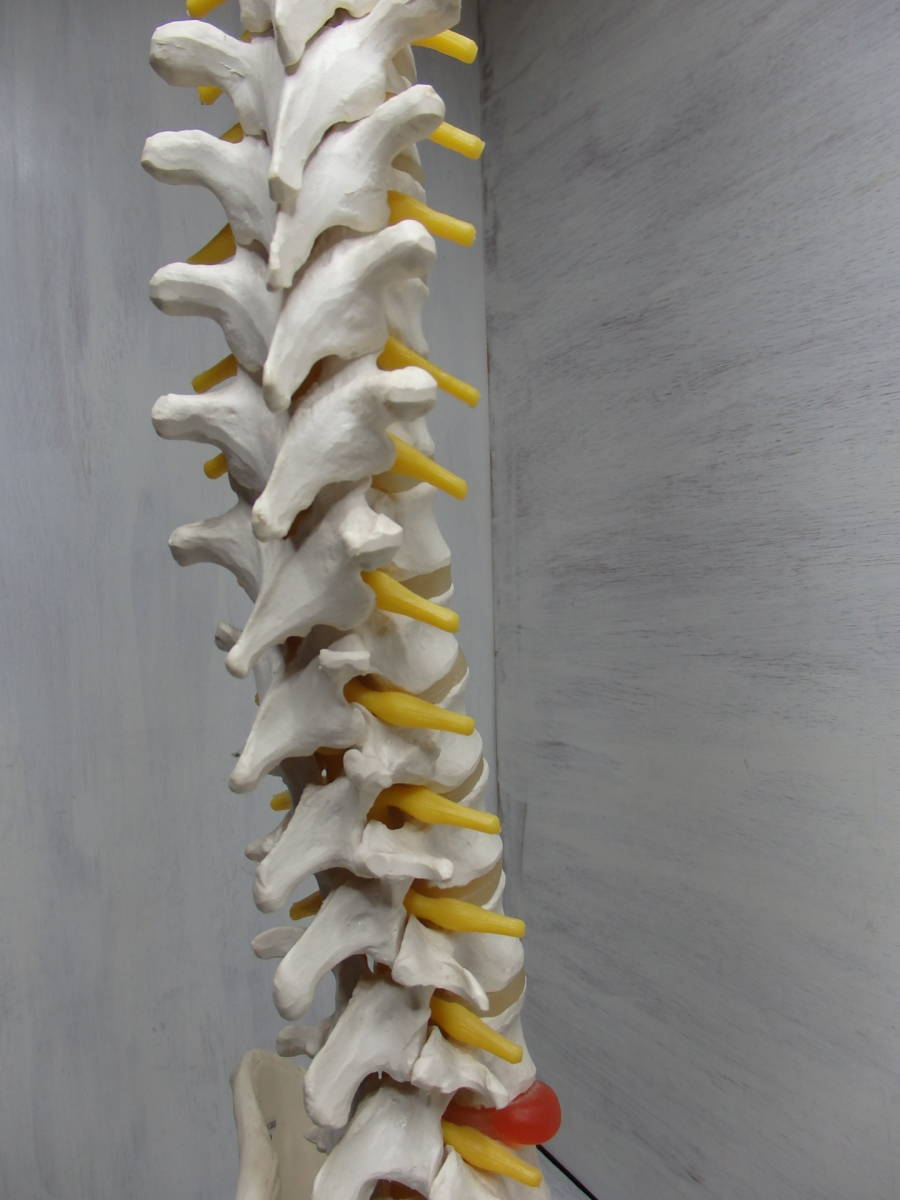 ◆人体模型◆骨格標本 脊椎 台付き 3B Scientific Gmbh サイエンティフィック 全長80cm_7