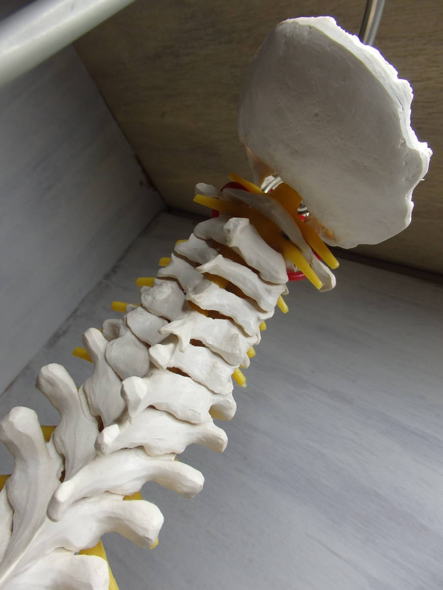 ◆人体模型◆骨格標本 脊椎 台付き 3B Scientific Gmbh サイエンティフィック 全長80cm_8