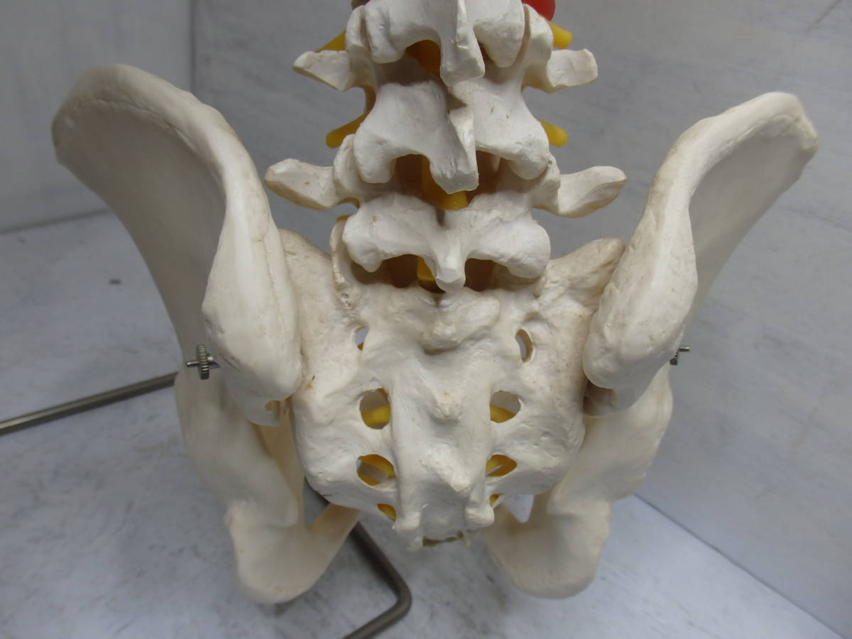 ◆人体模型◆骨格標本 脊椎 台付き 3B Scientific Gmbh サイエンティフィック 全長80cm_9