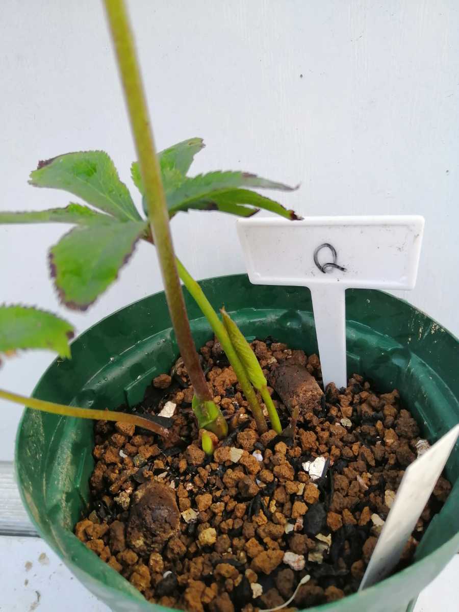 クリスマスローズ ピンク色にローズ色の縁取り 多弁ダブル優しい雰囲気 苗 売買されたオークション情報 Yahooの商品情報をアーカイブ公開 オークファン Aucfan Com