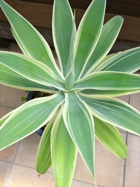 アガベ アテナータ attenuata White Agave 白覆輪 edge with yellow 黄