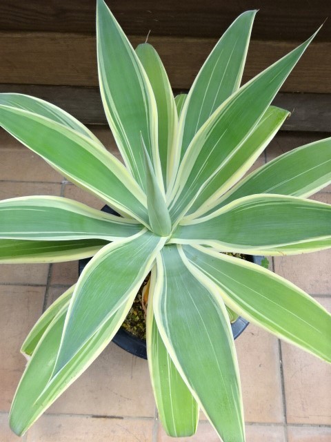 EDG アガベ アテナータ 白覆輪 Agave attenuata 'White Variegata' 斑
