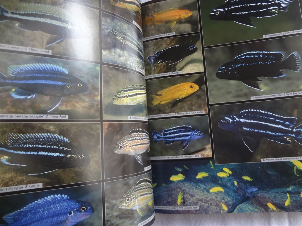 Malawi Cichlids Lake シクリッド to 洋書 マラウイ Academic NHBS