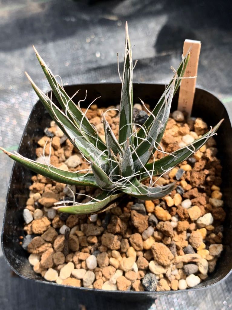 多肉植物 アガベ 樹氷特美株