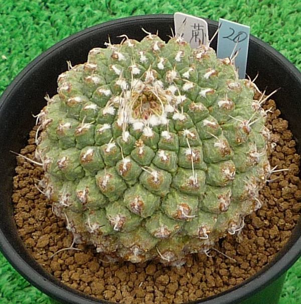 観葉植物 大疣菊水（実生）皺肌 サボテン