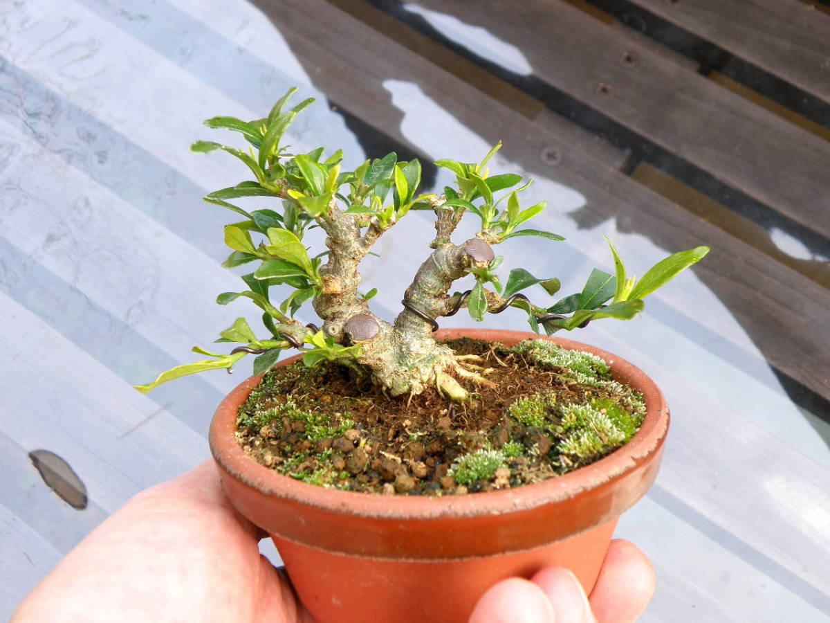 クチナシ（梔子）の育て方｜キミのミニ盆栽びより 山もみじ a 小品 to 