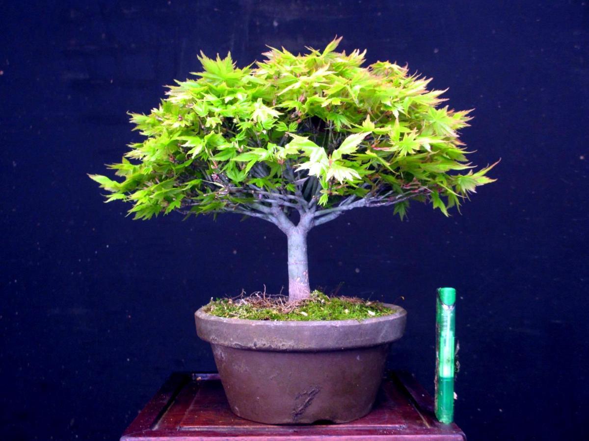 観葉植物 八房紅葉清姫