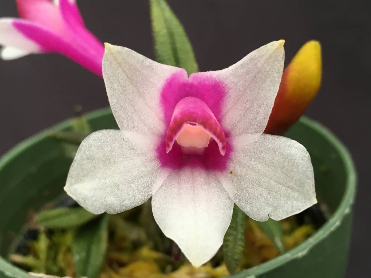 豪華3点セット　洋蘭原種　パルダリウム 洋蘭 交配種 パルダリウム Den.Swiss Mountain Palace カスバ最新交配