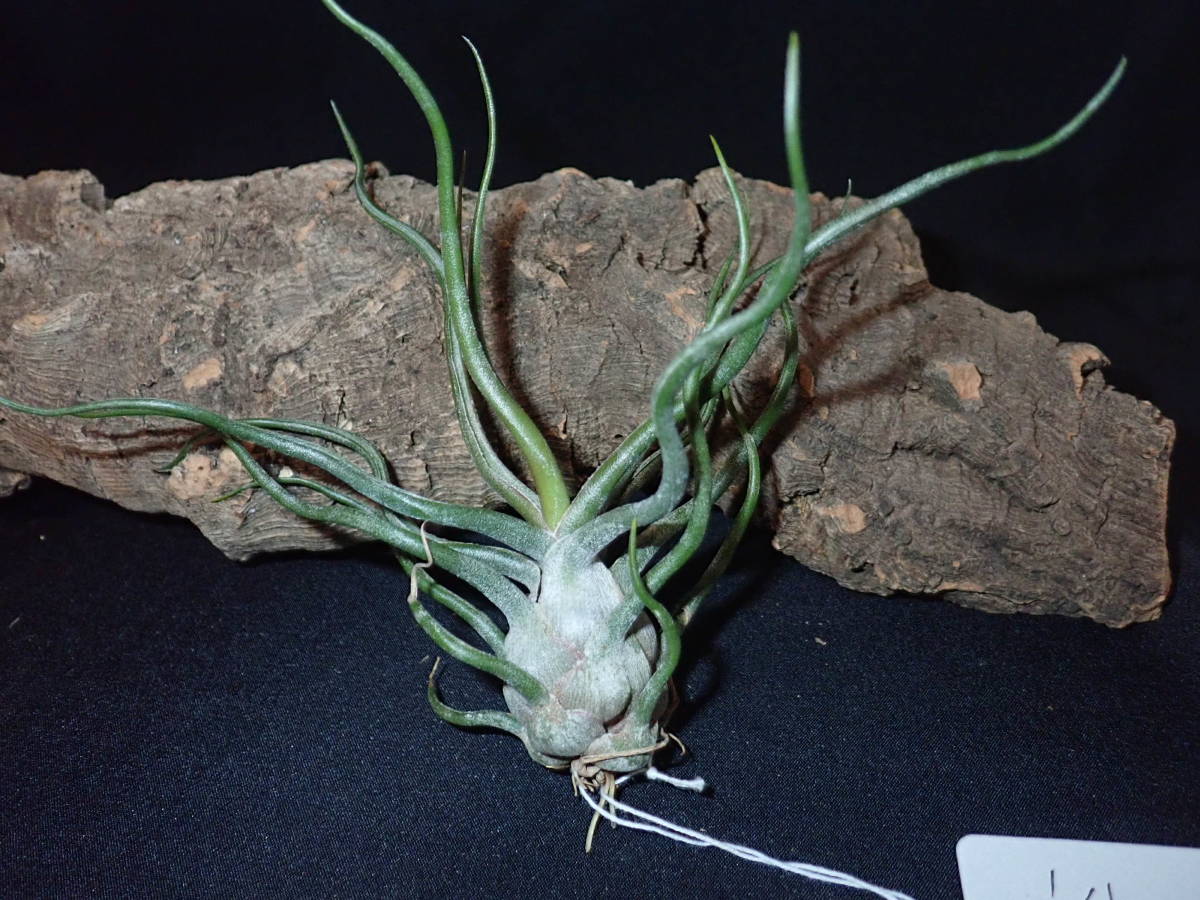 現品) チランジア ウェルデルマニー (No.21664