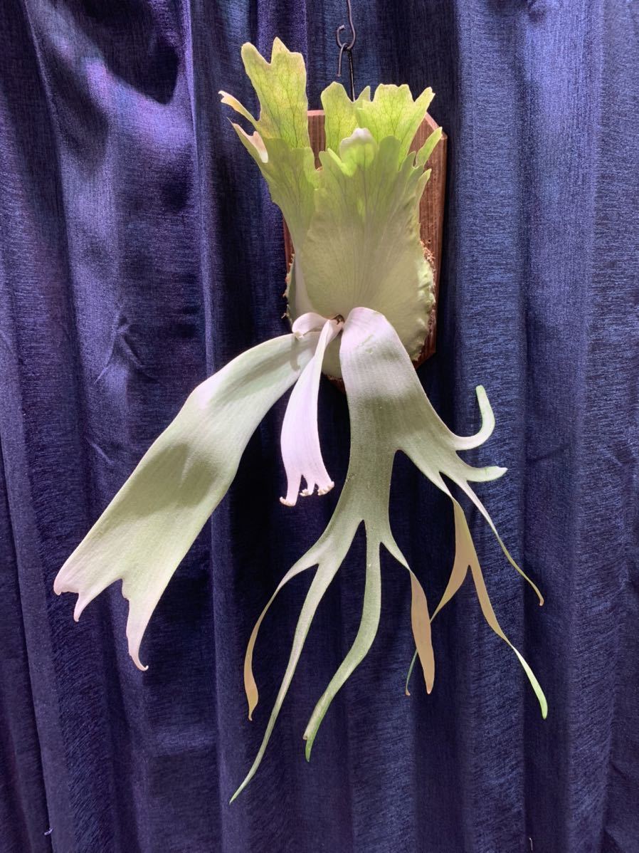 観葉植物 willinckii yms #9 ビカクシダ