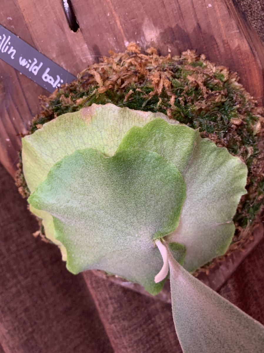ビカクシダ willinckii yms #9 観葉植物 willinckii yms #9 ビカクシダ