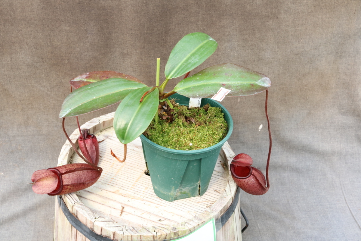 N.rajah x mira selected clone BE-3788 4号【食虫植物 ネペンテス