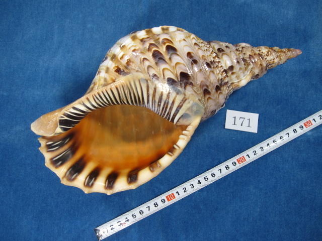 未加工ほらがい ◇法螺貝・ほらがい・ホラガイ◇31.4cm◇No.171 深海生物学術標本