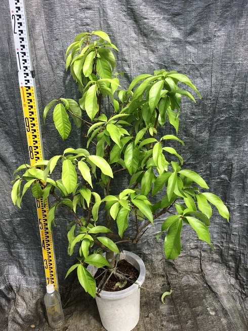 希少！紫ミルクフルーツ 接木苗 スターアップル 水晶柿 MILK FRUIT