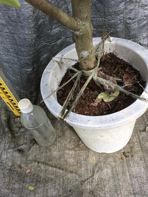 希少！紫ミルクフルーツ 接木苗 スターアップル 水晶柿 MILK FRUIT