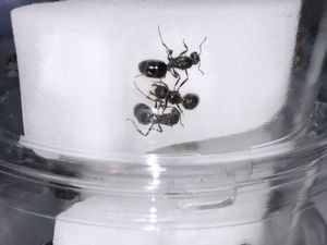 ペット 女王 アリの価格 値段を見る ヤフオク 等の女王 アリのオークションのペット売買情報は243件が掲載されています