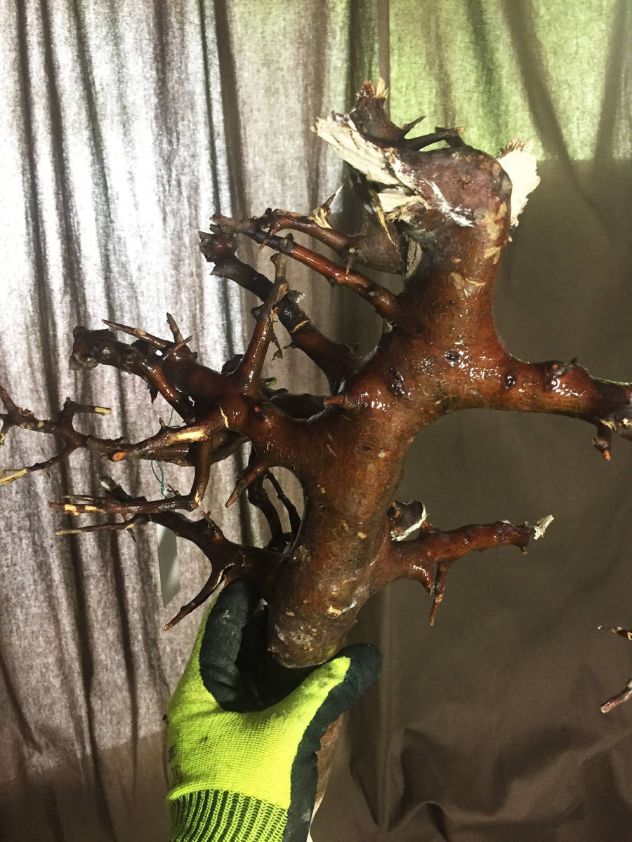 コミフォラ・ロストラータ・リフレクサ Commiphora rostrata