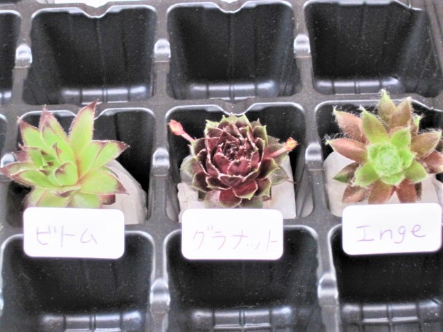 多肉植物 センペルビウム カット苗３種セット ビトム グラナット Inge 子株 センペル センペルビブム 寄せ植えにも サボテン 売買されたオークション情報 Yahooの商品情報をアーカイブ公開 オークファン Aucfan Com