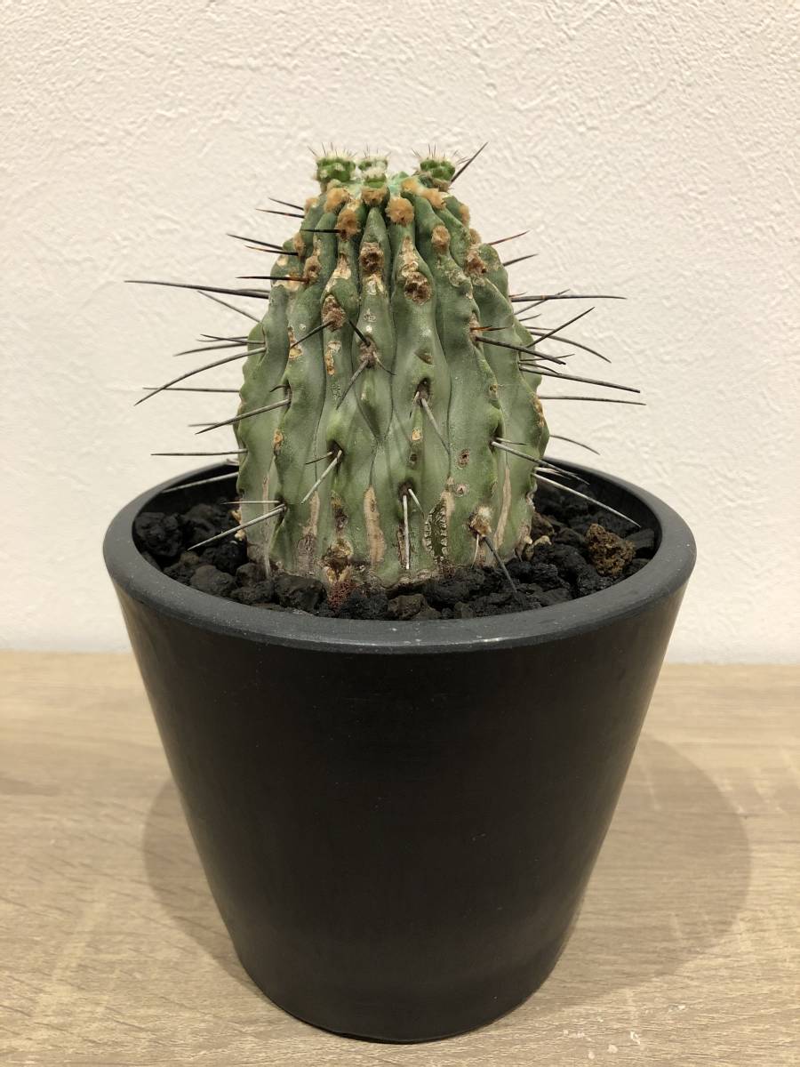 コレクション 株 コピアポア 黒士冠 現地球 サボテン 多肉 黒王丸