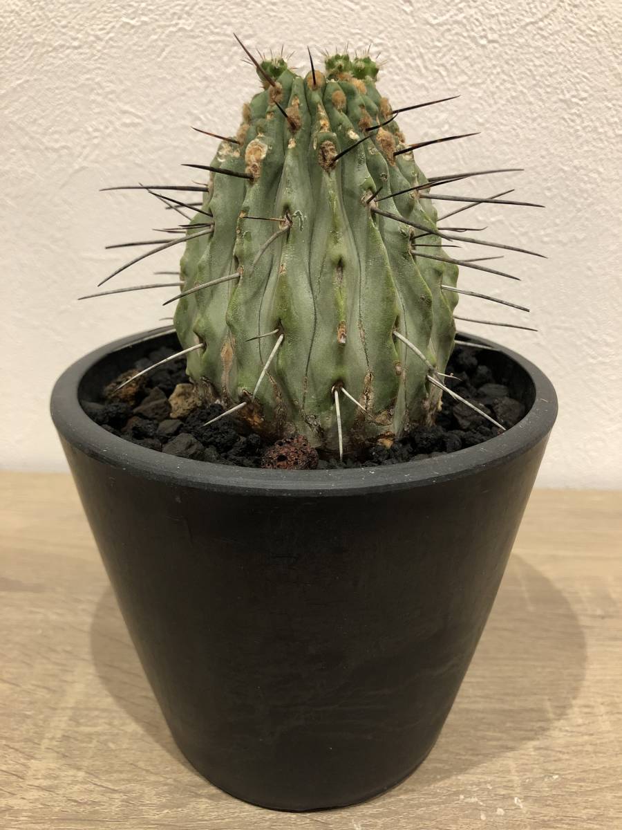 コレクション 株 コピアポア 黒士冠 現地球 サボテン 多肉 黒王丸