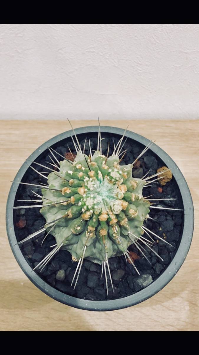 コレクション 株 コピアポア 黒士冠 現地球 サボテン 多肉 黒王丸