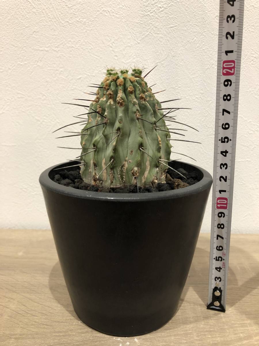 コピアポア　黒士冠　デアルバータ　カキコ株　美株 コピアポア デアルバータ 黒士冠 カキコ 自根 美株 コピアポア 接木 鉢