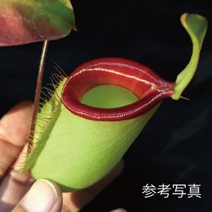 食虫植物の平均価格は8 536円 ヤフオク 等の食虫植物のオークション売買情報は1 039件が掲載されています