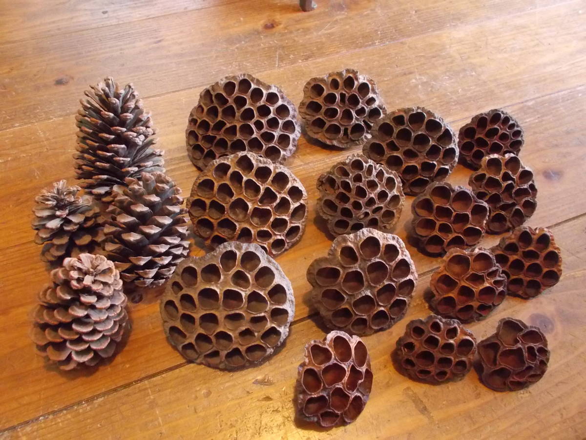 蓮の花 蓮の実 松ぼっくり ドライ インテリア 飾り ハンドメイド素材 材料 和小物 一般 売買されたオークション情報 Yahooの商品情報をアーカイブ公開 オークファン Aucfan Com