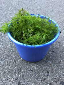 マツモのヤフオク の相場 価格を見る ヤフオク のマツモのオークション売買情報は535件が掲載されています