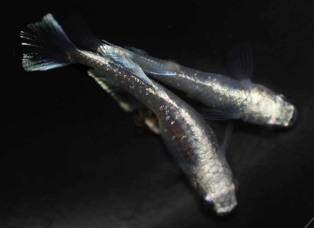 ☆プラチナ星河リアルロングフィン 幼魚1㎝～2㎝前後10匹＋α5匹 中里様