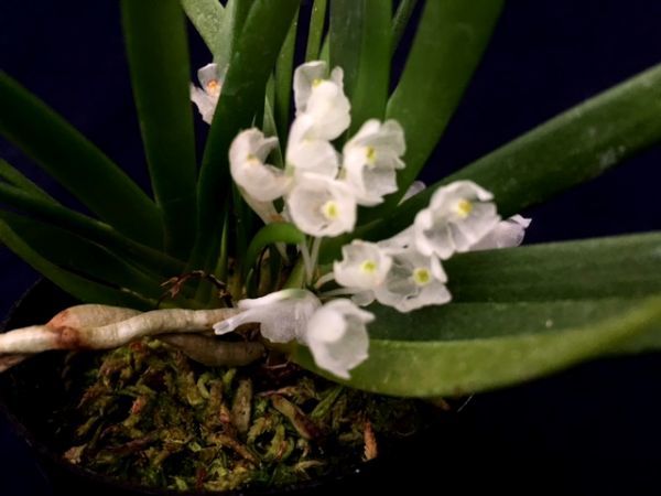本物保証，品質保証 洋蘭 原種 野生蘭 着生蘭 珍奇植物 西アフリカ産の白色小輪多花種 Podangis dactyloceras A 花付株(ラン)｜売買されたオークション情報、yahooの商品情報をアーカイブ公開 - オークファン ラン