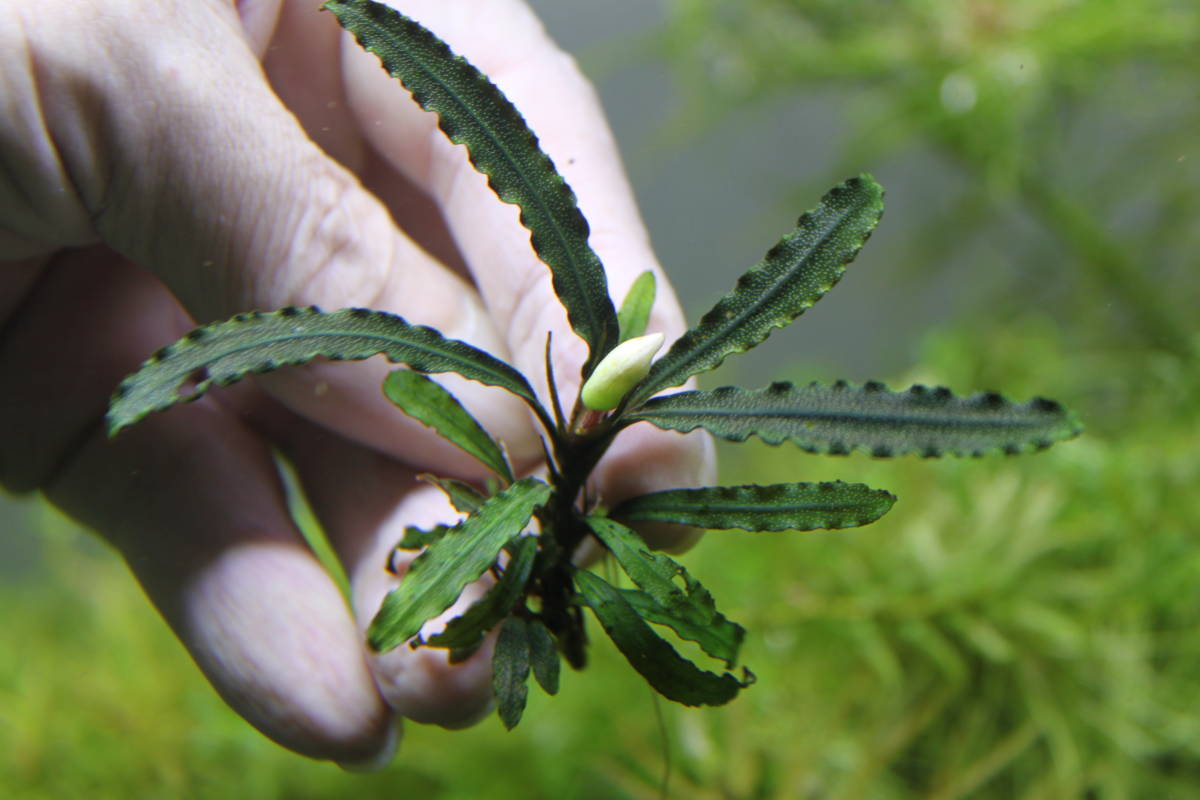 Bucephalandra sp. 