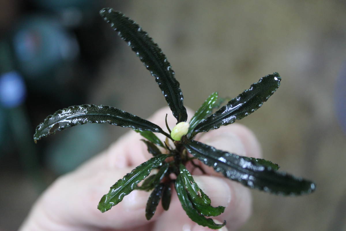 Bucephalandra sp. 