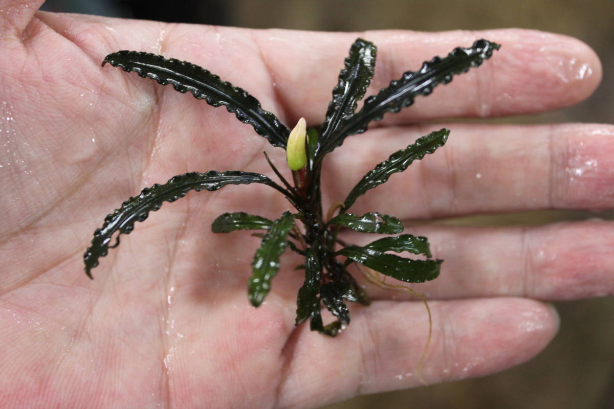 Bucephalandra sp. 