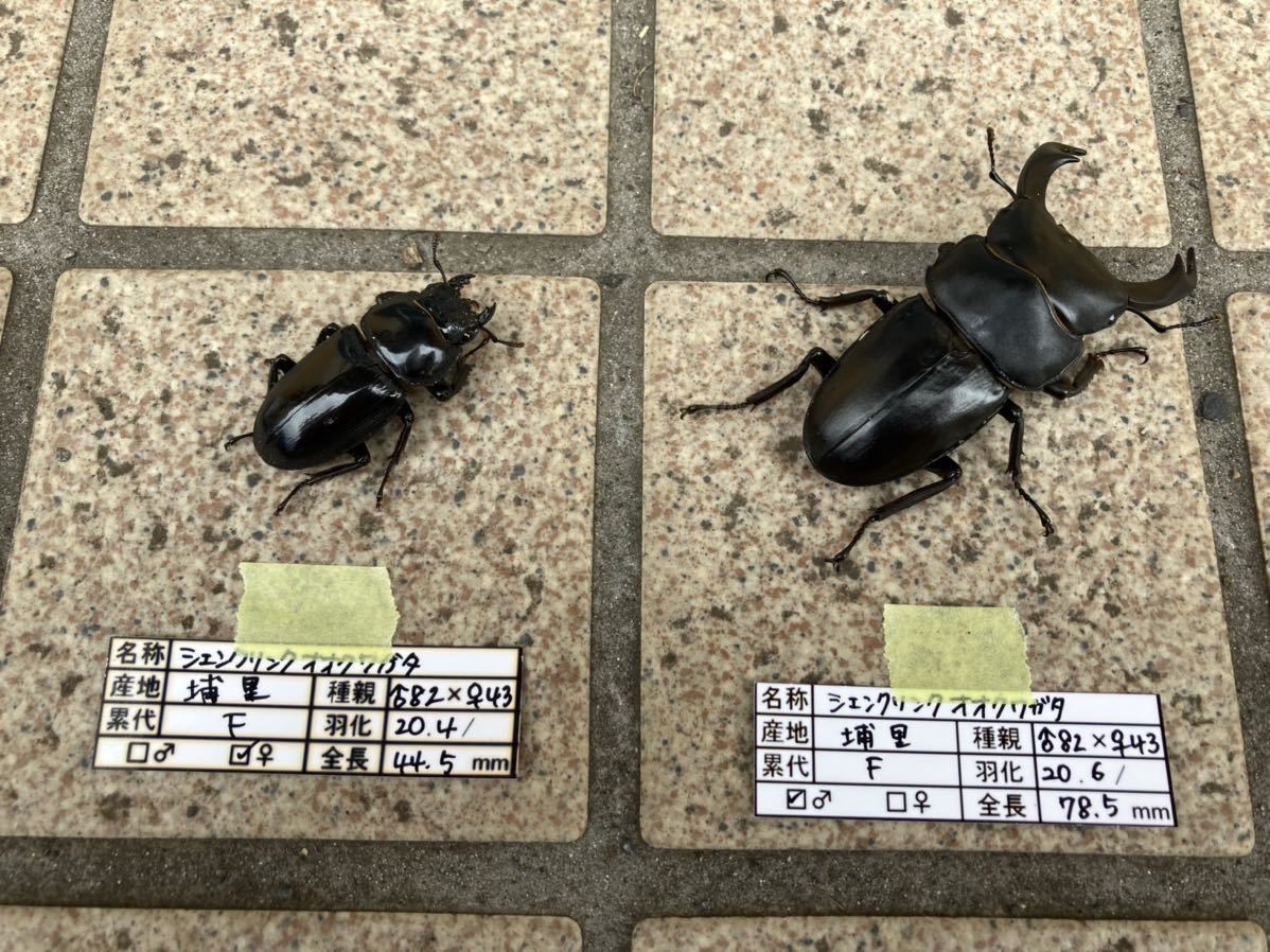 ☆シェンク埔里産ペア☆ シェンク リンク オオクワガタ
