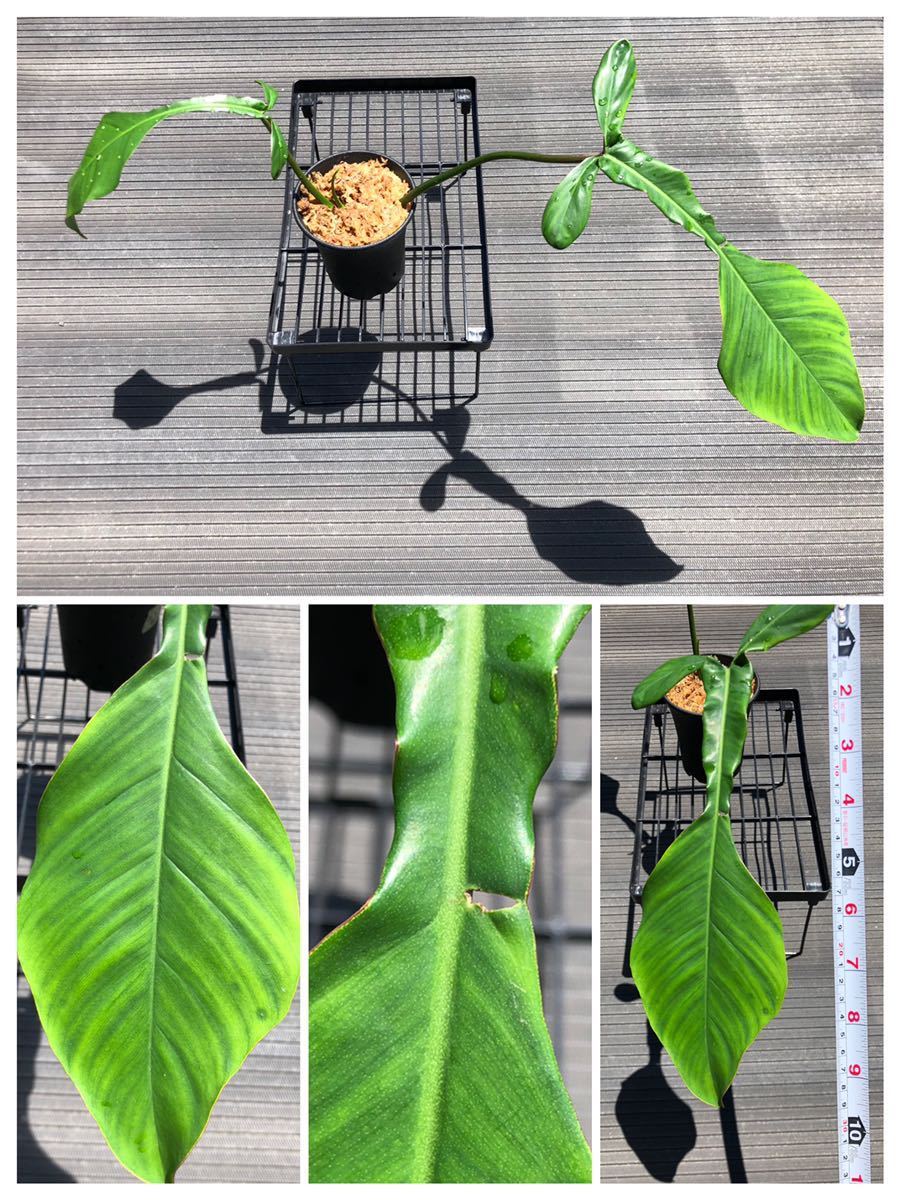 象印 電気ポット CD-SE 5.0L ☆TO☆激レア☆極上黄斑入り バオバブの木 Adansonia digitata