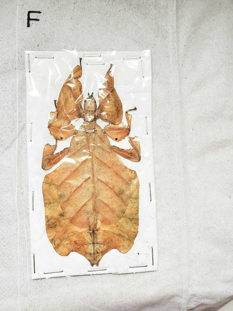 コノハムシ　標本_1