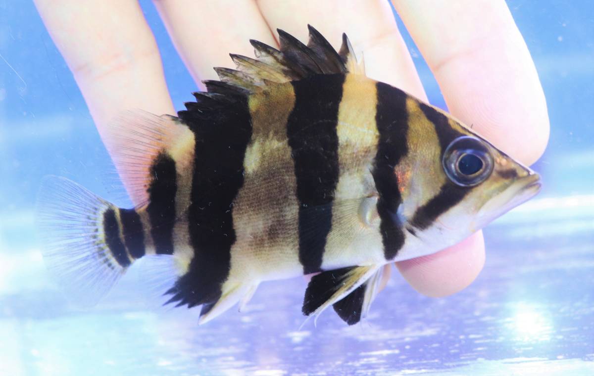 WILD ディープレッドホタルテトラ 1~1.5cm± 30匹（＋死着補償3 