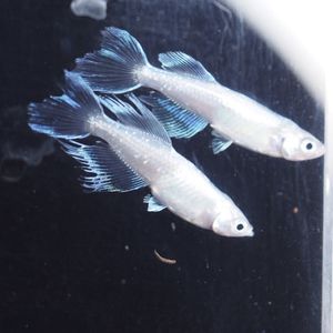 青蝶のヤフオク の相場 価格を見る ヤフオク の青蝶のオークション売買情報は222件が掲載されています