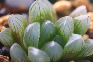 ハオルチア 花火のヤフオク の相場 価格を見る ヤフオク のハオルチア 花火のオークション売買情報は19件が掲載されています