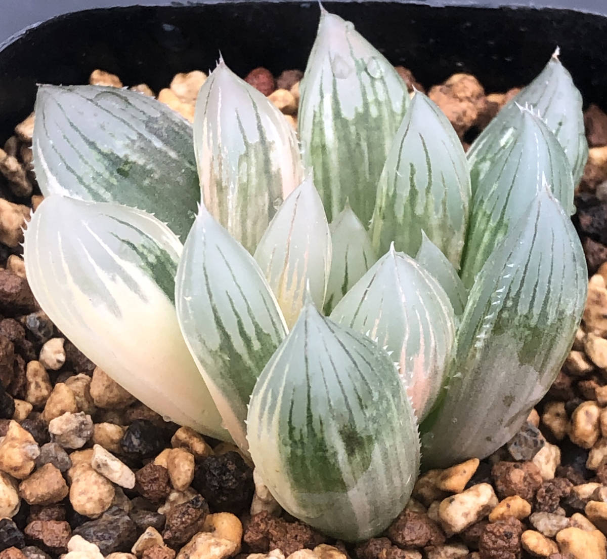 ハオルチア 多肉植物 ◇多肉植物◇ハオルチア◇ブラックオブツーサ錦