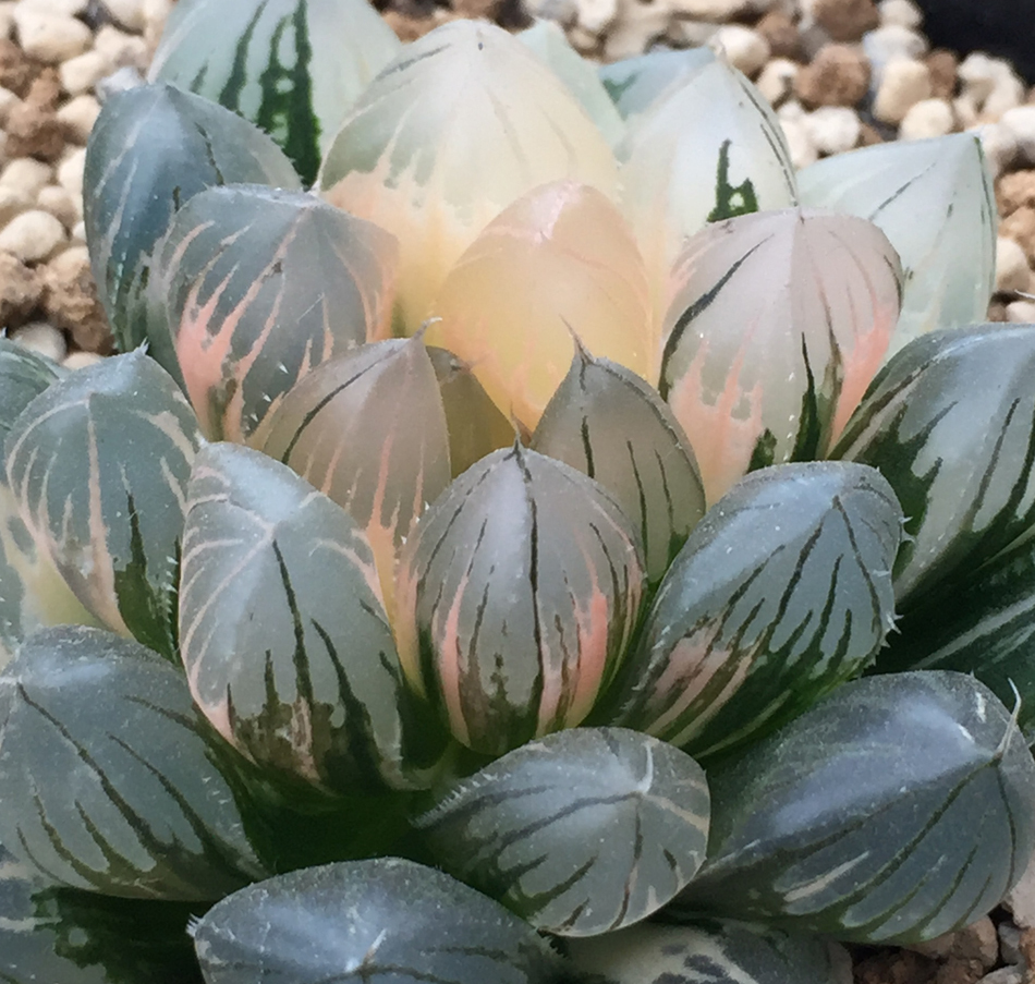 ハオルチア 多肉植物 ◇多肉植物◇ハオルチア◇ブラックオブツーサ錦