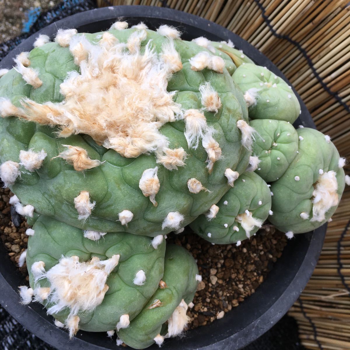 ☆サボテン 翠冠玉 群生 疣デフーサ カキ仔 自根 ☆サボテン・多肉植物