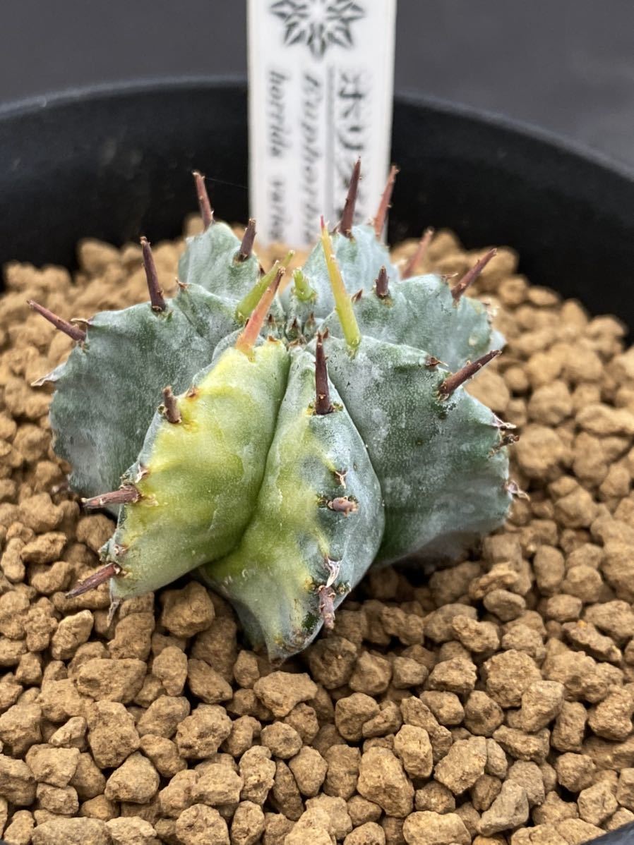 カキコ ユーフォルビア Euphorbia ホリダ錦 多肉植物 - horrida