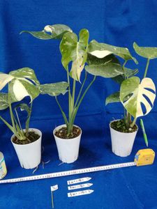 観葉植物のヤフオク の相場 価格を見る ヤフオク の観葉植物のオークション売買情報は1 0件が掲載されています