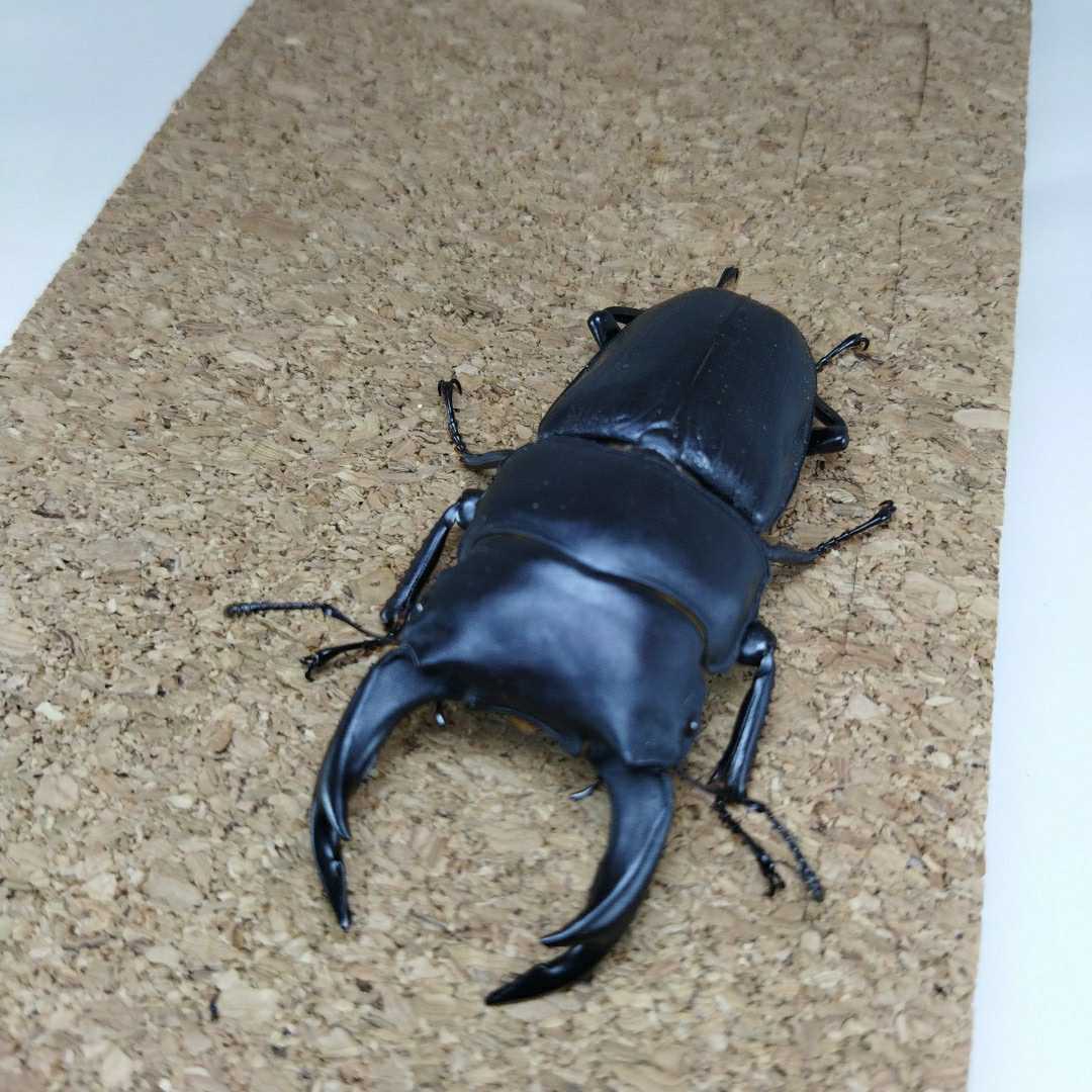 国産オオクワガタ 能勢YG ペア ♂85.3mm（頭幅30.1mm） ♀55.0mm