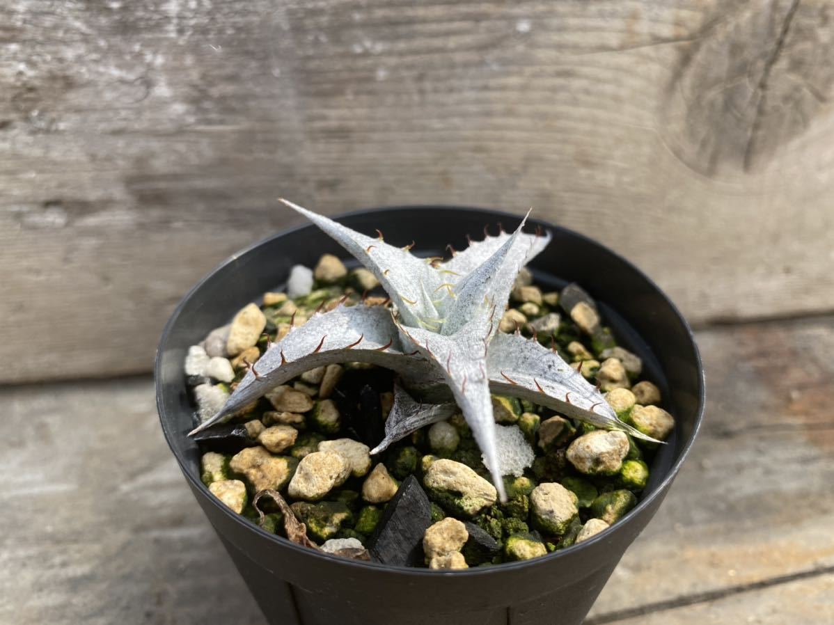 ジ*エ様 Dyckia braunii 実生 ディッキア ブラウニー 【公式】直販サイト