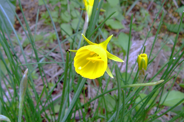 山野草 原種スイセン ナルキサス ブルボコディウム球根 球根 売買されたオークション情報 Yahooの商品情報をアーカイブ公開 オークファン Aucfan Com