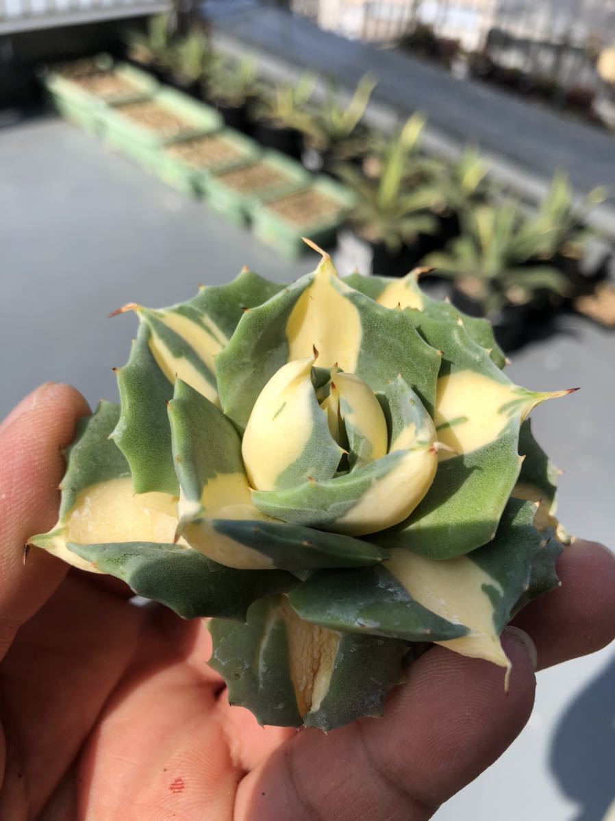 多肉植物 アガベ 王妃 雷神 黄中 斑 極上株A 【公式通販】